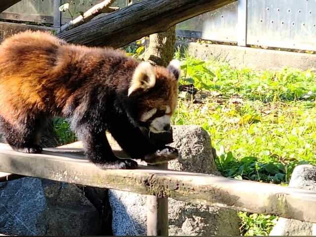 Toyama Family Park
