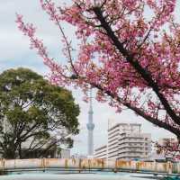 【東京】スカイツリー×桜🌸が撮れる穴場スポット📷´-