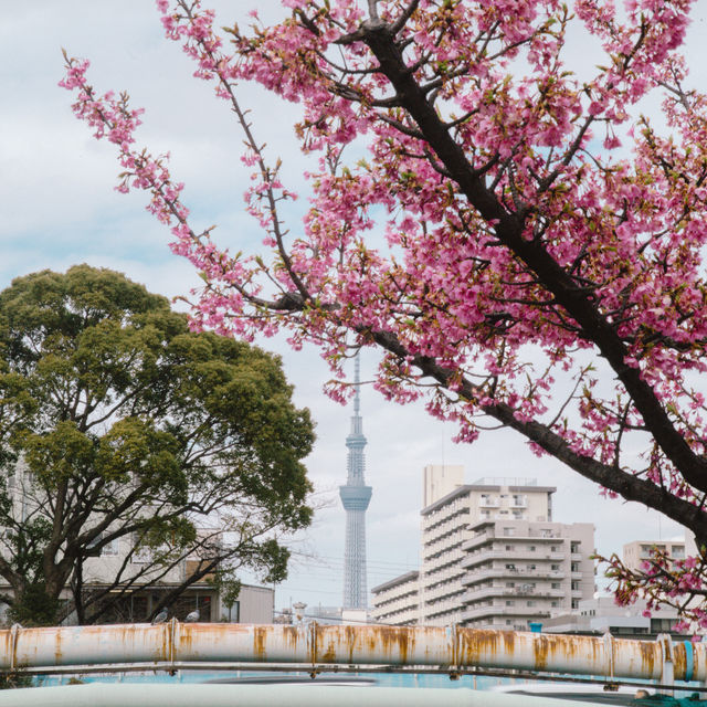 【東京】スカイツリー×桜🌸が撮れる穴場スポット📷´-