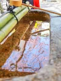 蔵前神社のミモザ×河津桜のリアルレポ