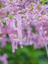 可愛いが詰まってる🎀ピンクのリボン×河津桜の桜神宮