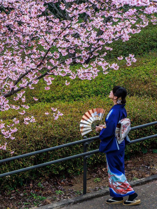 【空と海の青にピンクが映える西海橋の河津桜】