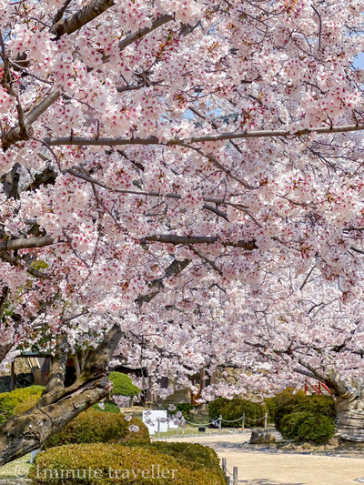 白鷺城と桜と和舟の優美な風景、姫路城 | Trip.com 姫路