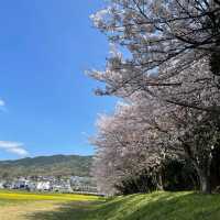 桜と菜の花のコラボが絶景