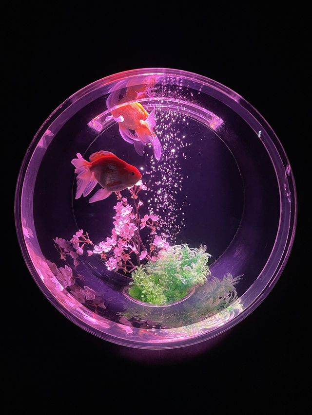 【アートアクアリウム美術館 GINZA /東京都】春を先取り！幻想的空間の桜と金魚