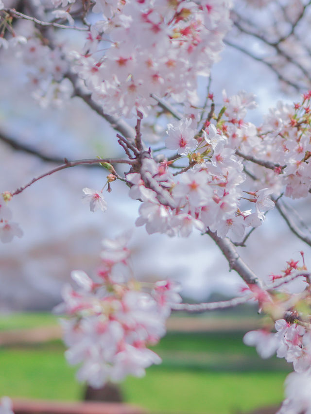 【東京のお花見スポットの定番】春の小花×桜が美しい昭和記念公園