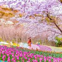 小月公園～櫻花花海