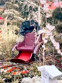Sakura Season is BACK!! 🌸🌸