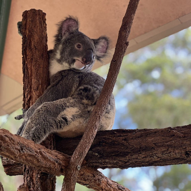 Trip to Australia zoo !!! 