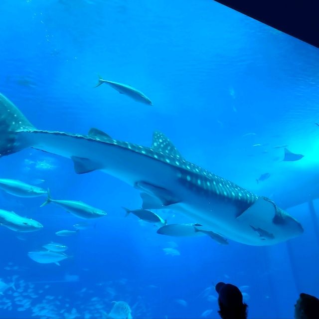 ジンベイザメを間近で見れる水族館⭐美ら海水族館⭐
