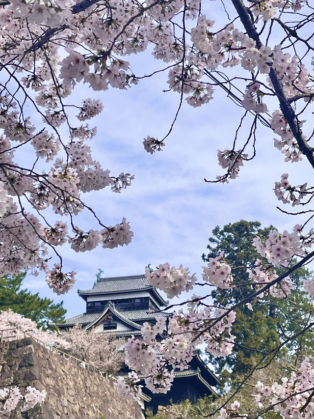 【島根　松江】お城まつり
