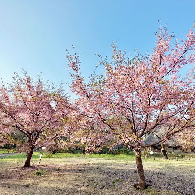 東京🇯🇵小金井公園🌸賞櫻花