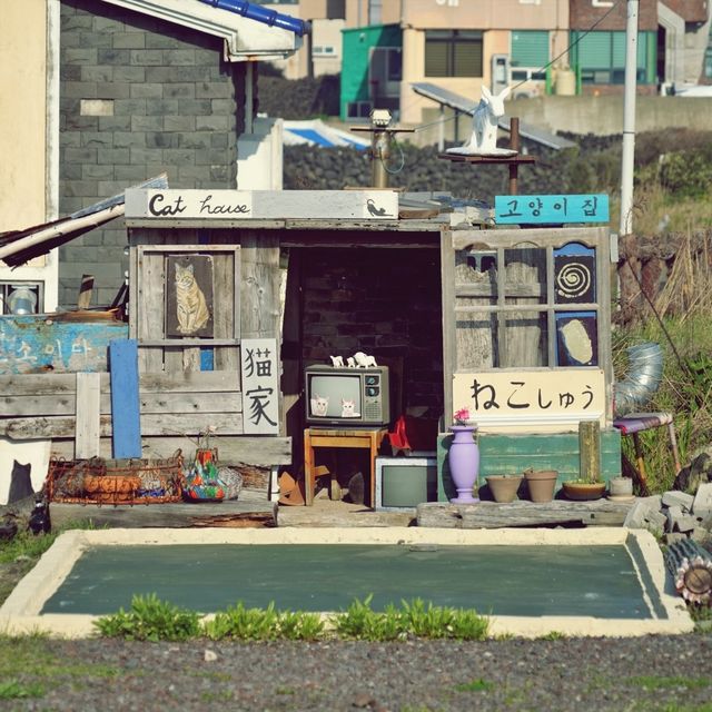 ☕️ 바람벽에흰당나귀 카페, 제주의 엔틱한 매력 속으로