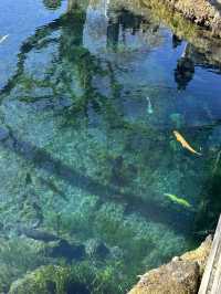 意外と知らない？風情を感じる絶景「忍野八海」とは