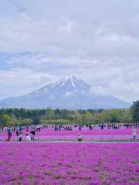 【山梨】上の桜から下の桜へ🌸首都圏最大級✨映え意識高すぎスポット紹介🤩※映え情報付き 