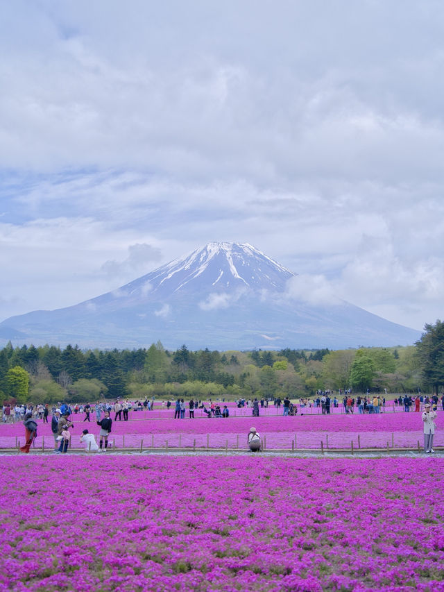 【山梨】上の桜から下の桜へ🌸首都圏最大級✨映え意識高すぎスポット紹介🤩※映え情報付き 