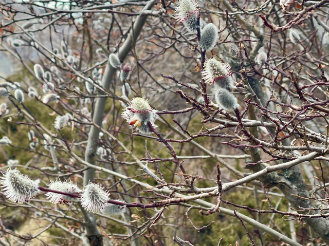 The landscape displays of wild plum blossoms🌸