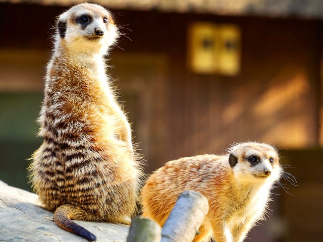 Cheongju Zoo