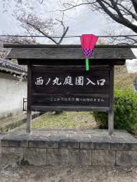 【2024年桜】観桜ナイター