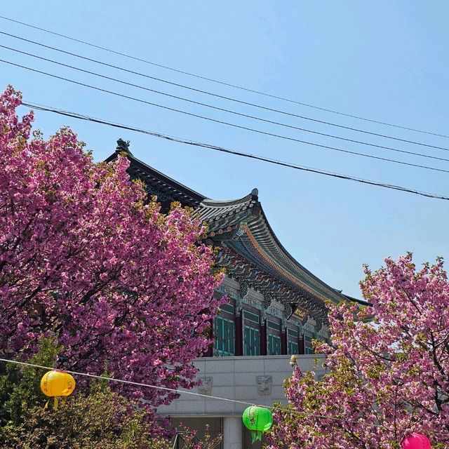 각원사 실시간 겹벚꽃개화상황 24년4월13일