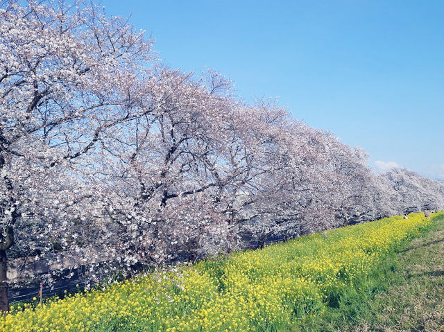 【日本賞櫻】🌸熊谷櫻堤：粉紅櫻花隧道，夜晚櫻花點燈。適合3月底到4月初