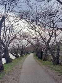 🌸弘前公園：春季賞櫻，美不勝收🌸