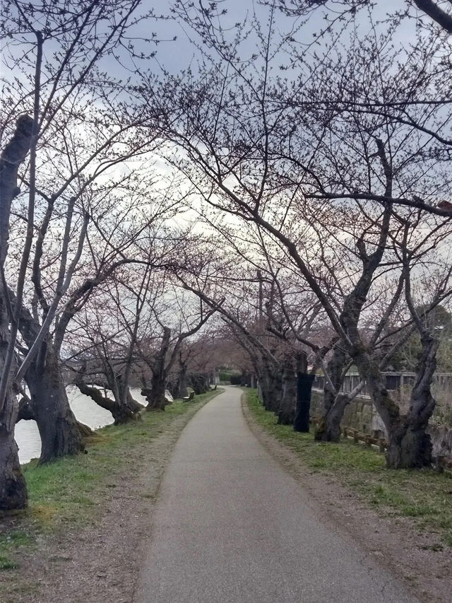 🌸弘前公園：春季賞櫻，美不勝收🌸