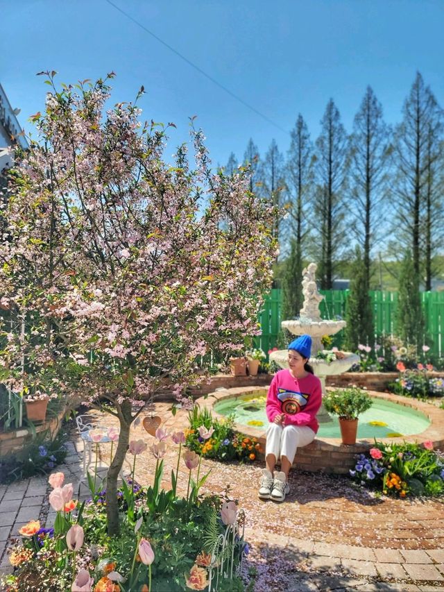 서부해당화랑 튤립이 예쁘게 핀 플라워카페🌸🌷