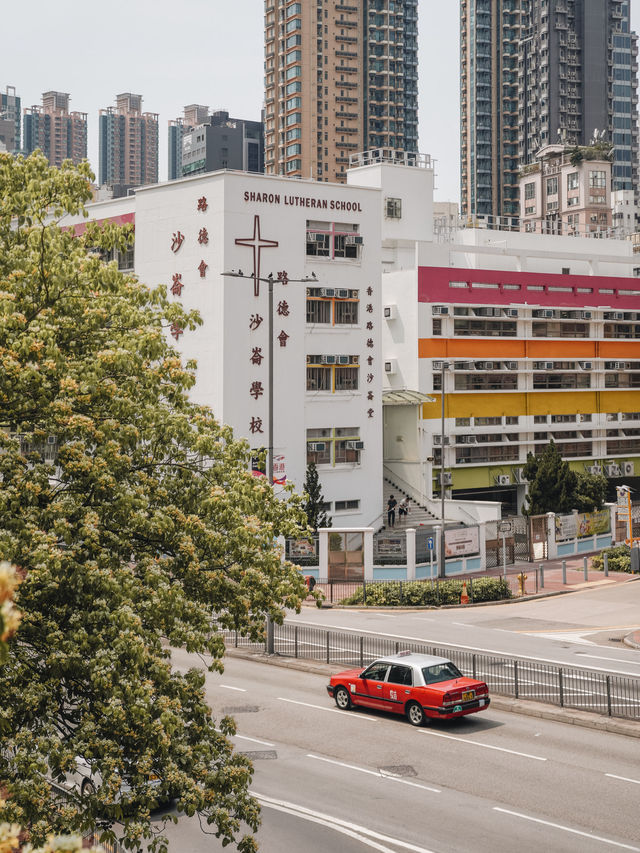香港樹頭菜花盛開了！大角咀行人天橋 拍照效果超好！🌈