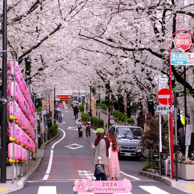 🌸 Best Flowering of Sakuragaoka Street 🇯🇵