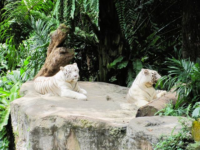 Singapore Zoo Escapade