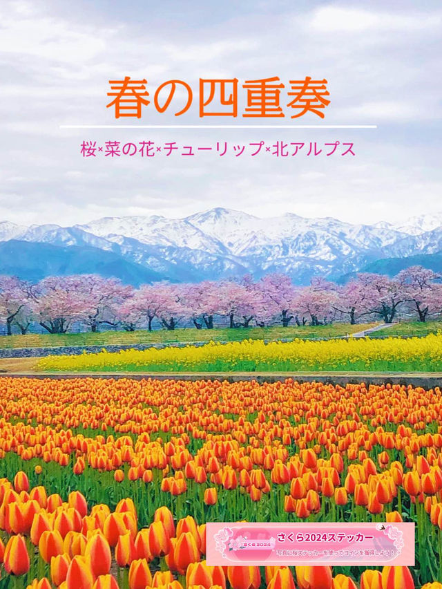 一生に一度は見たい🌸春の四重奏🌸あさひ舟川