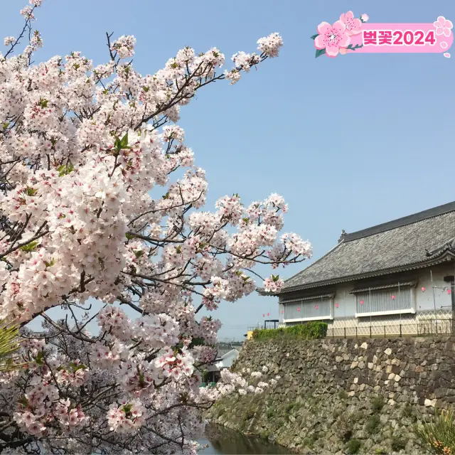 2024 벚꽃은 일본 교토에서 🌸