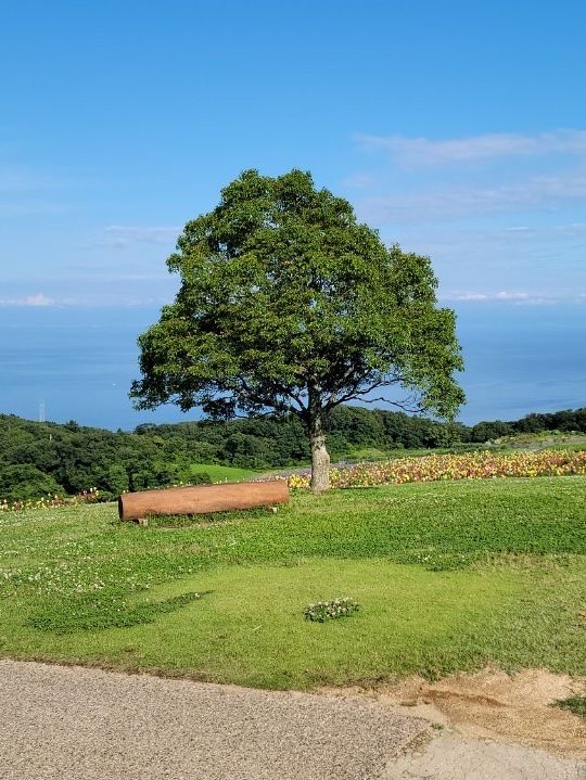 淡路島　大パノラマのお花畑を楽しめる公園🌷