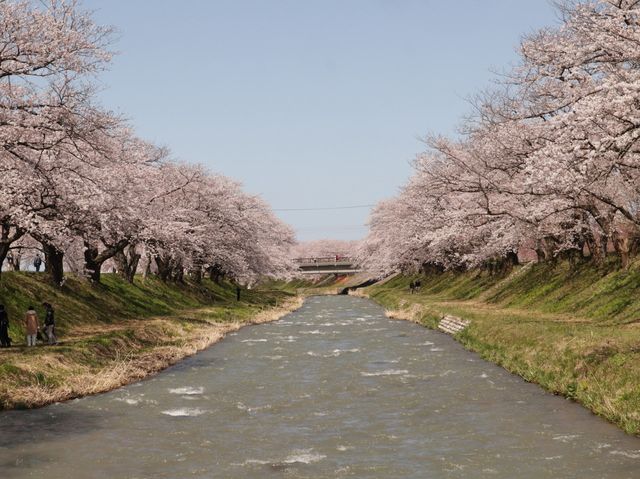 奏でましょう🎵春の四重奏