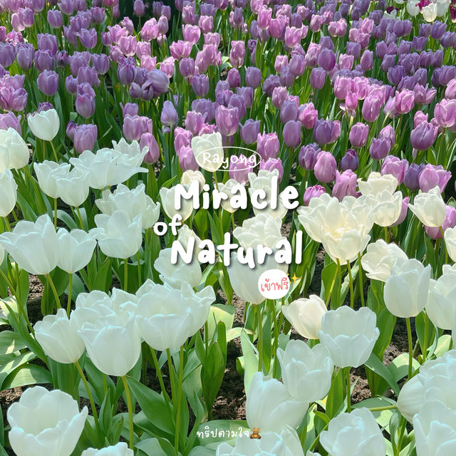 สวนดอกไม้ระยอง 𝗠𝗶𝗿𝗮𝗰𝗹𝗲 𝗼𝗳 𝗡𝗮𝘁𝘂𝗿𝗮𝗹 