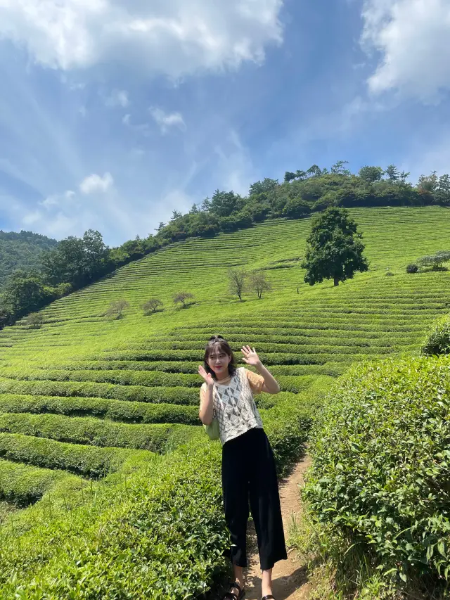 대한다원 보성녹차밭 티켓 할인, 운영 시간, 후기 [2025년] | Trip.com