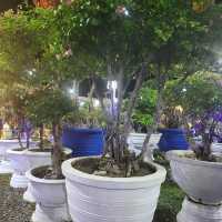 the Meraki Garden