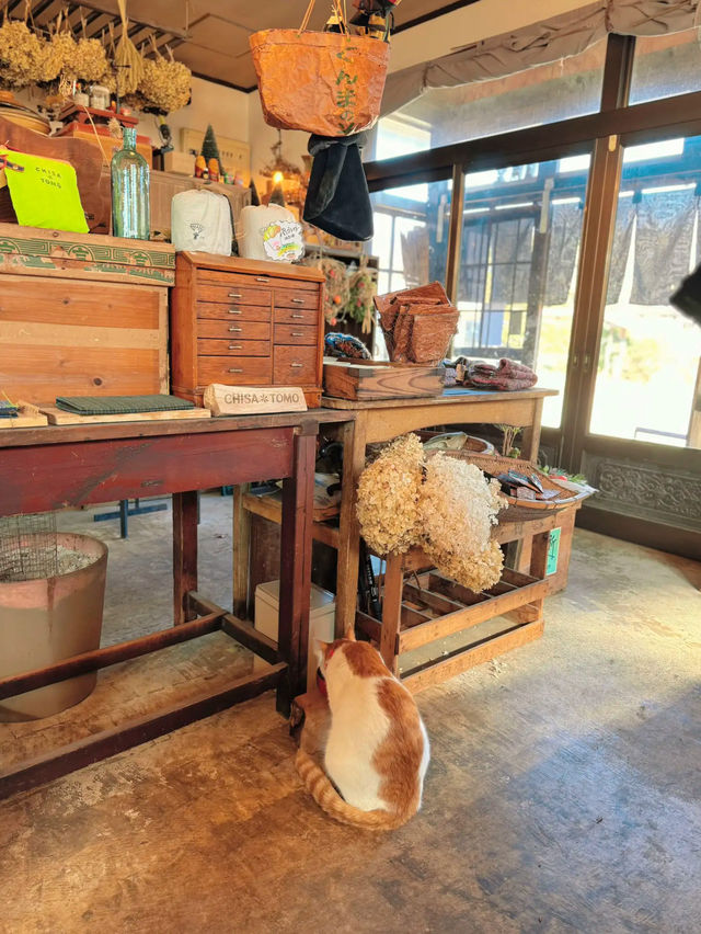 【群馬】看板にゃんこがいる🐈古民家ごはんで丁寧なお食事𓌉𓇋 ‎🤍  ̖́-