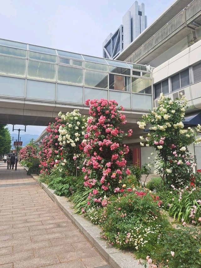 青空✕新緑☆六甲アイランドで癒しの旅