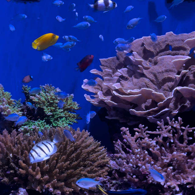 【沖縄観光】優雅に泳ぐジンベイザメが魅力の水族館