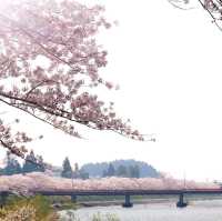 角館櫻花祭