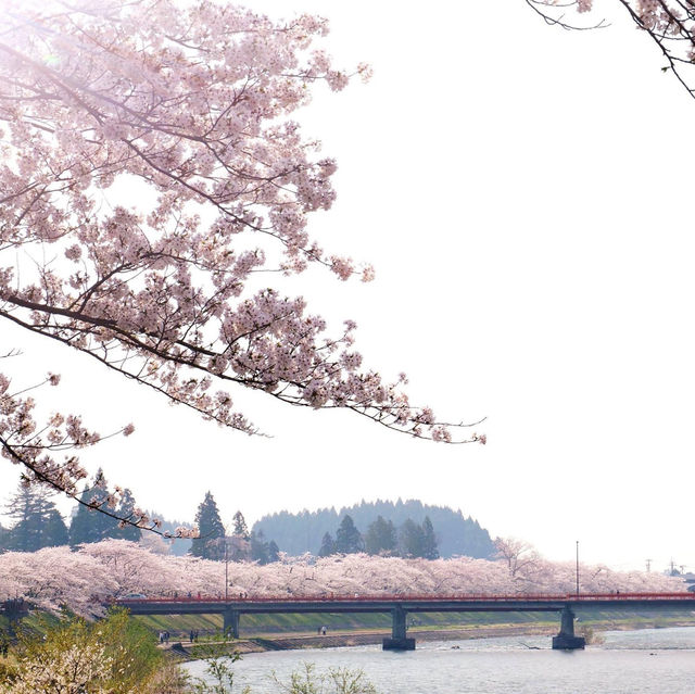 角館櫻花祭