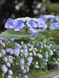 上野恩賜公園の紫陽花