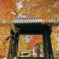【福岡観光】黒門周辺のかえでが見頃だった