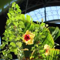 【NZ】オークランドWinter Garden