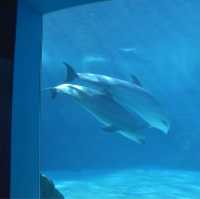 名古屋日帰り旅行〜名古屋港水族館〜