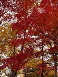 The Best Ginkgo Trees Park🍁Showa Kinen Park Tokyo