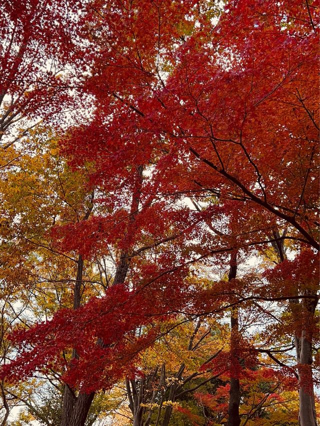 The Best Ginkgo Trees Park🍁Showa Kinen Park Tokyo