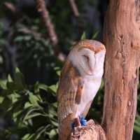 沖繩室內動物園 DMM水族館